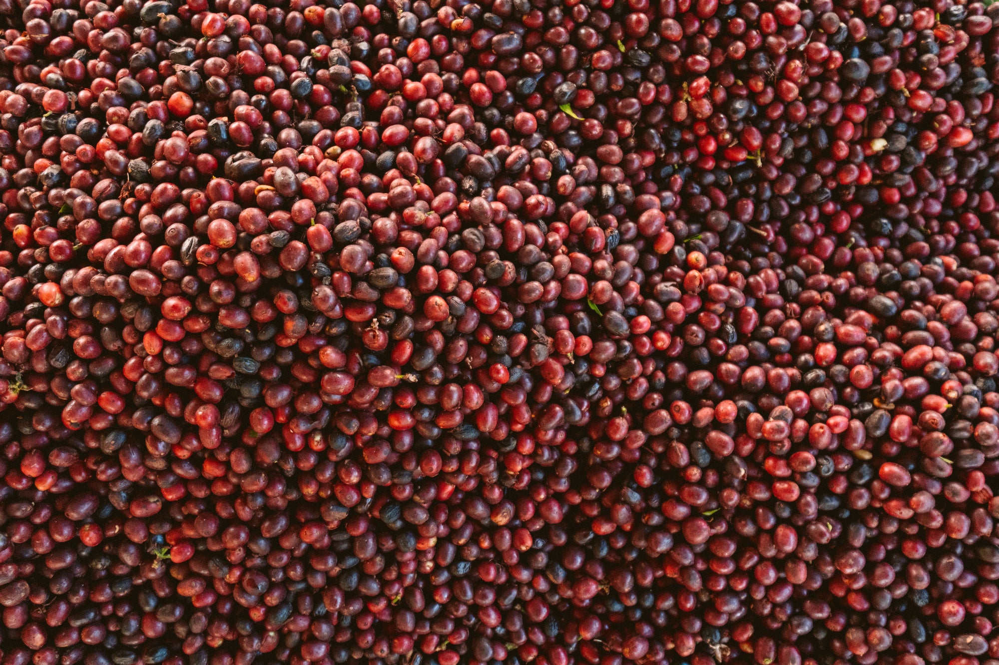 a mound of red coffee cherries
