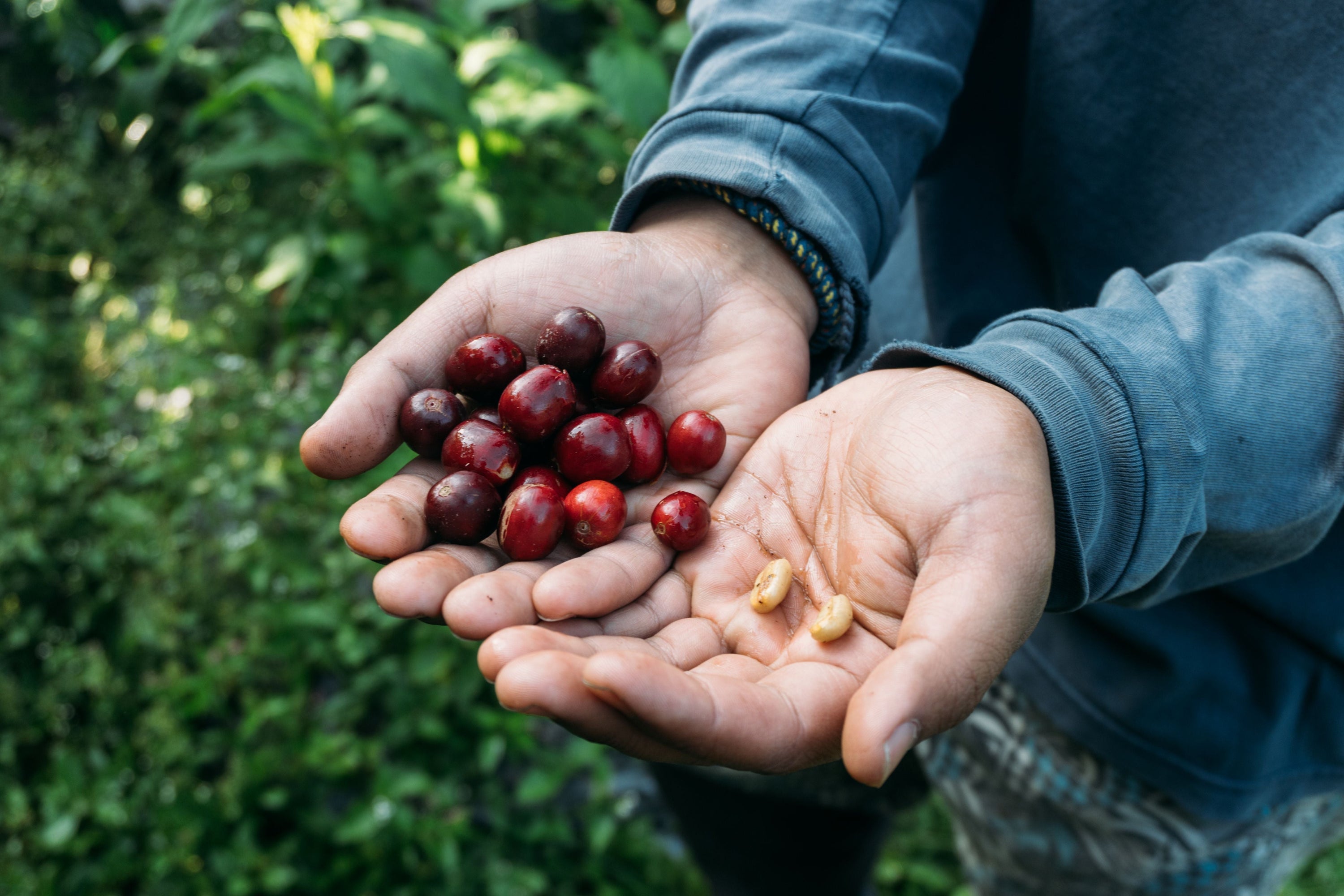 hands holding ripe coffee cherries and coffee beans