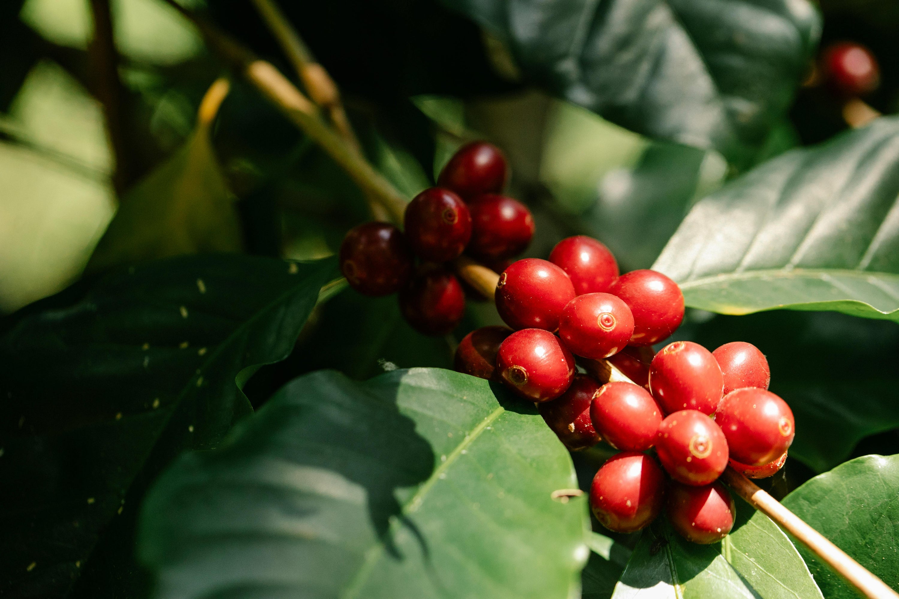 The History of The SL28 Coffee Varietal