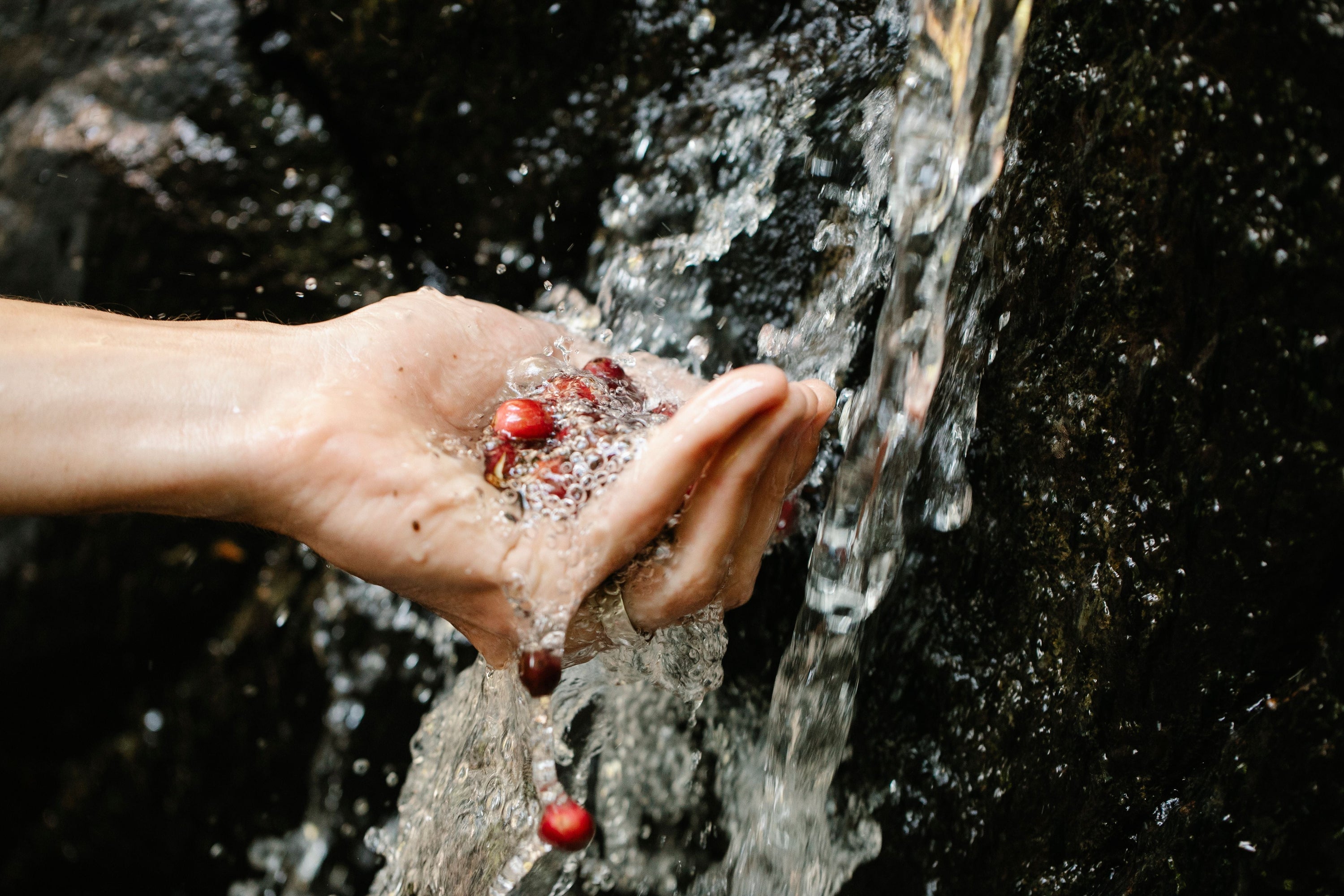 hand holding coffee cherries under stream of water