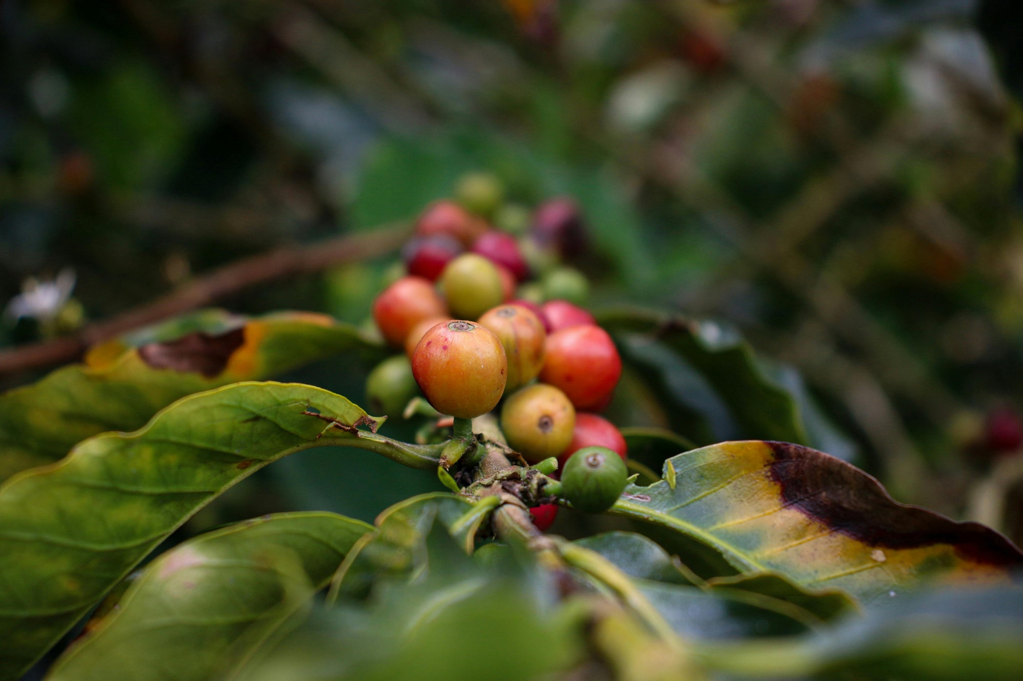 Close-up of coffee cherries growing on a coffee plant in Colombia