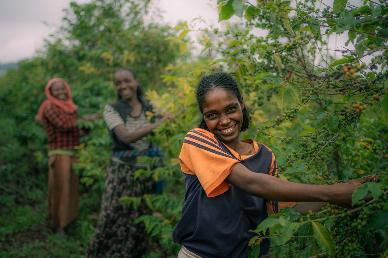 ethiopian women picking coffee cherries