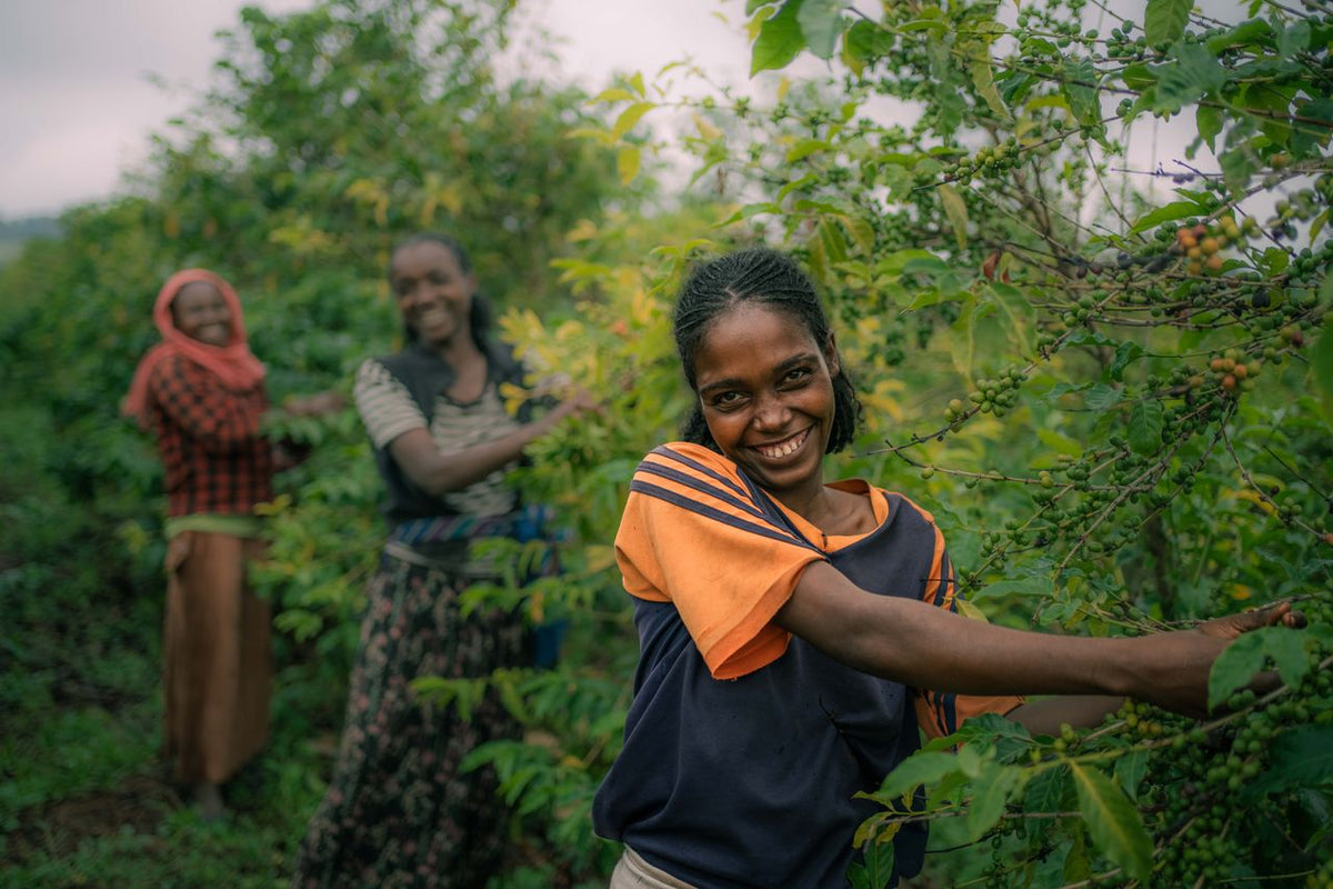 ethiopian women picking coffee cherries