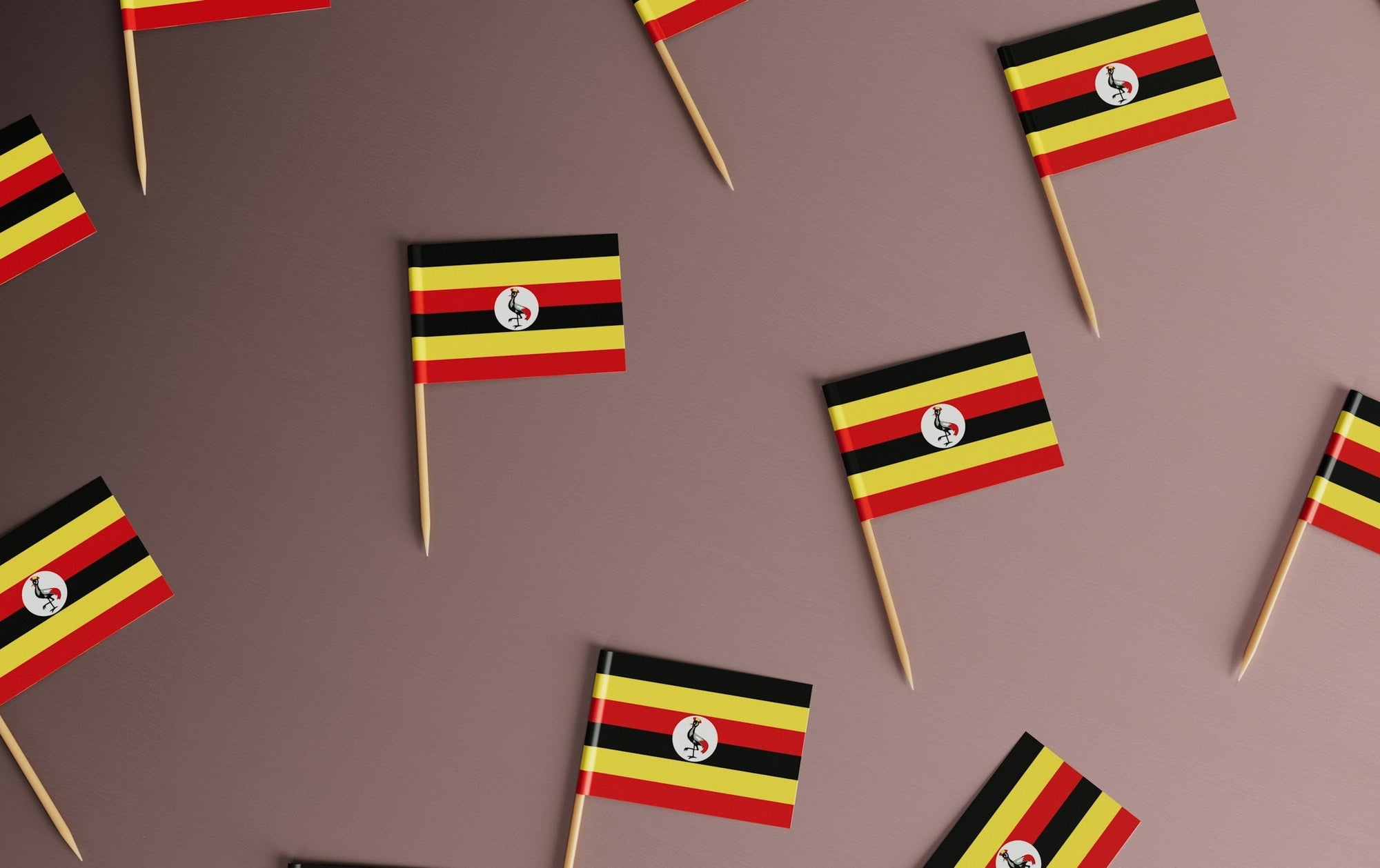 Kigezi Coffee: Uganda's High-Altitude Southwest