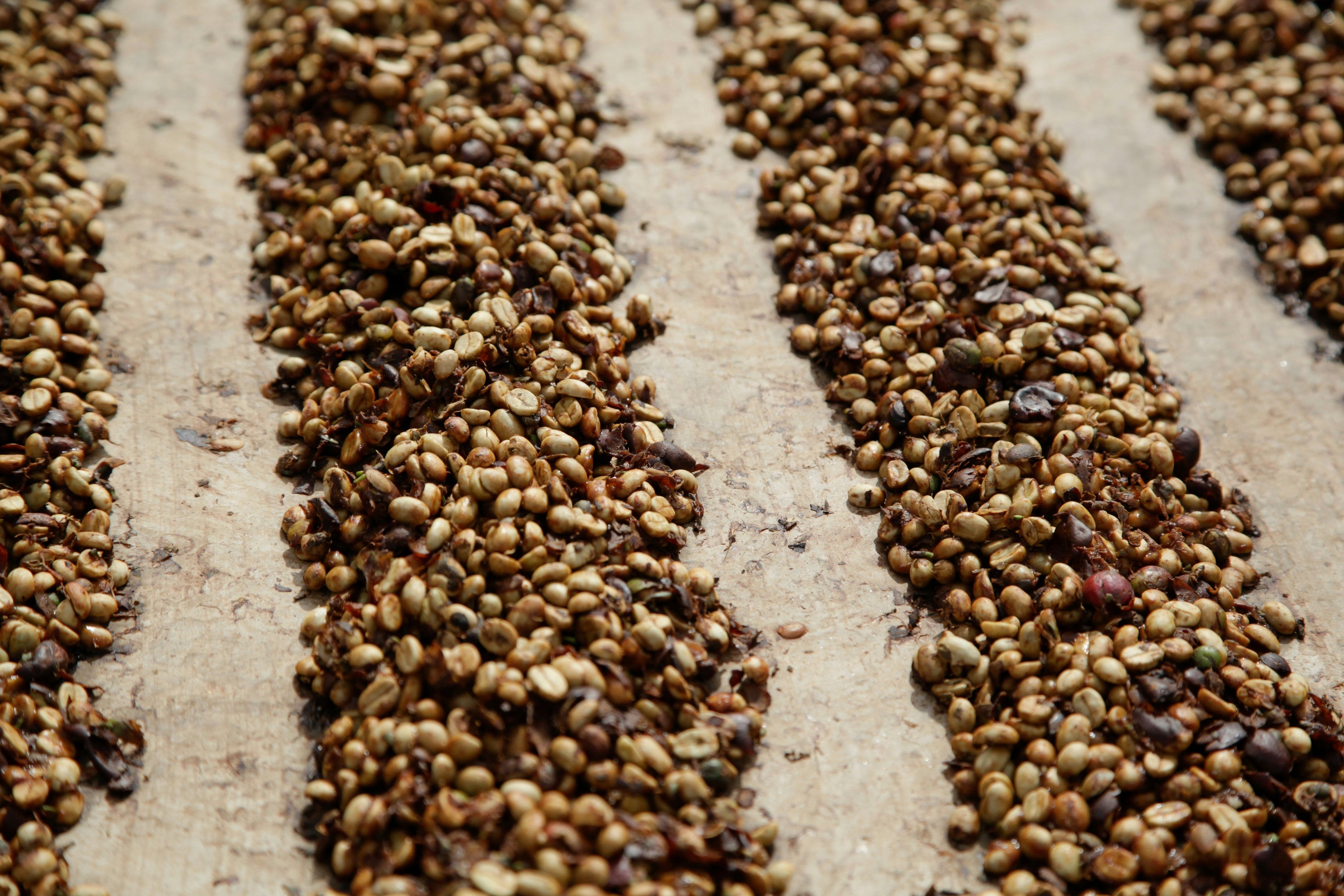 honey process coffee