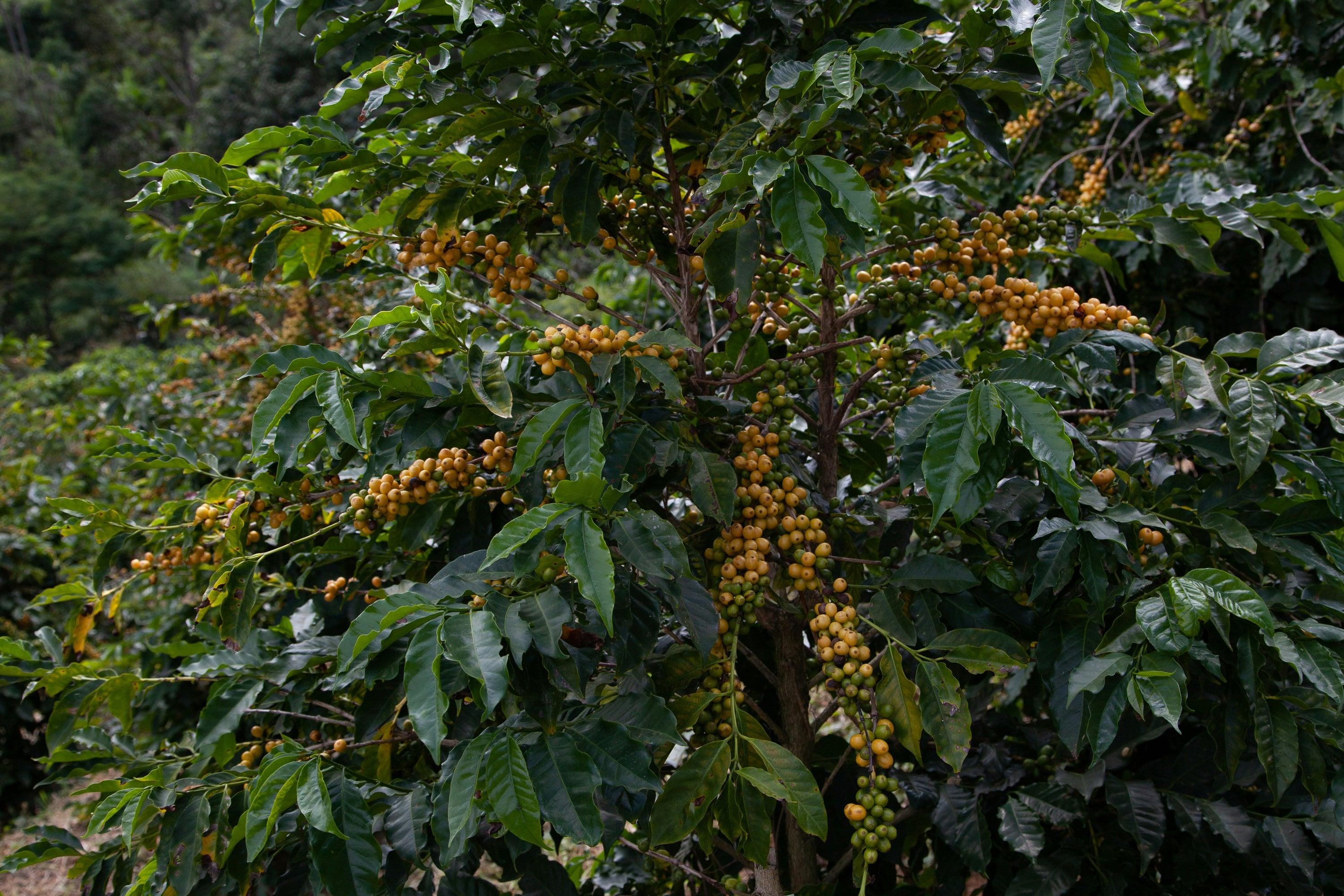 Brazilian coffee plant 