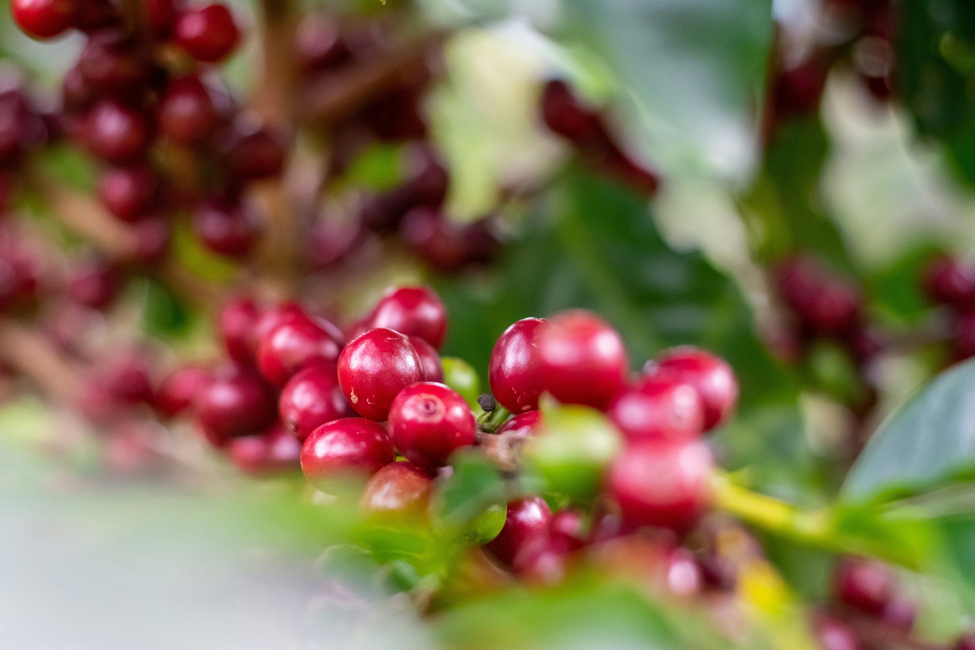 ripe coffee cherries growing on coffee plant