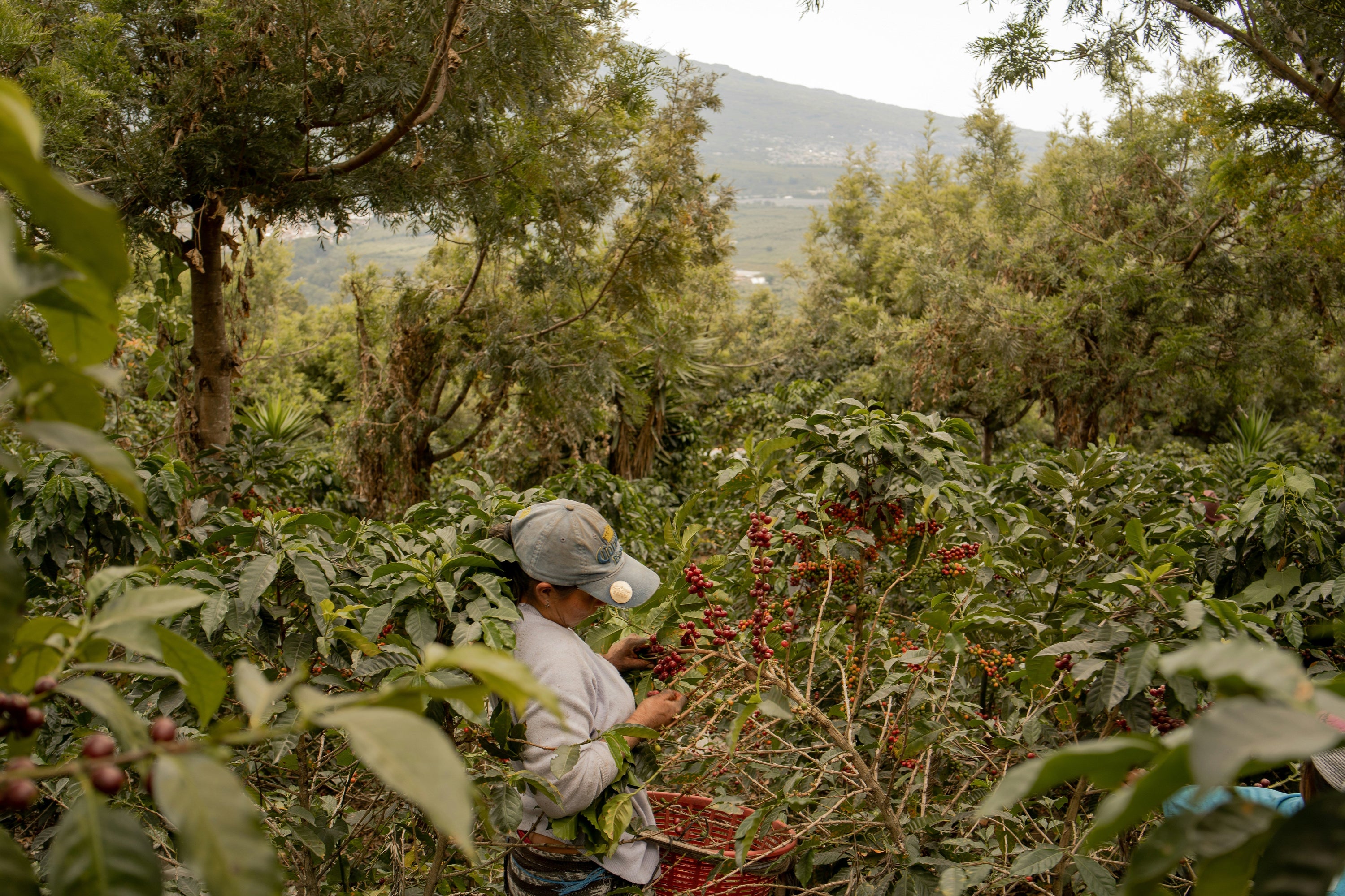 person picking coffee cherries in lush forest