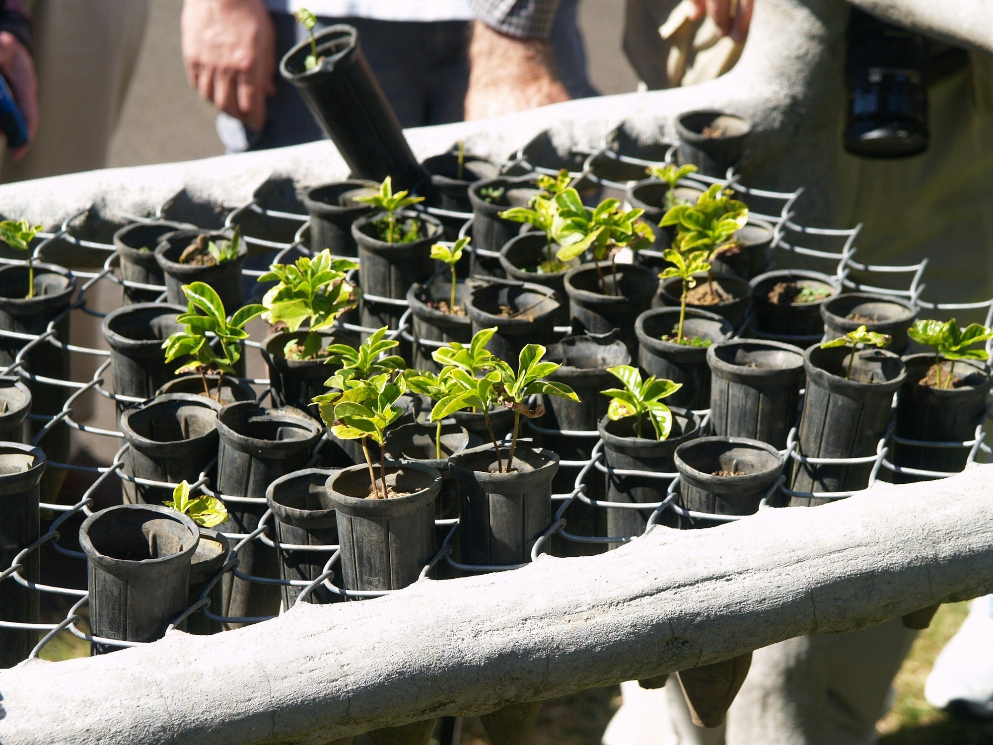 Coffee Saplings in Costa Rica