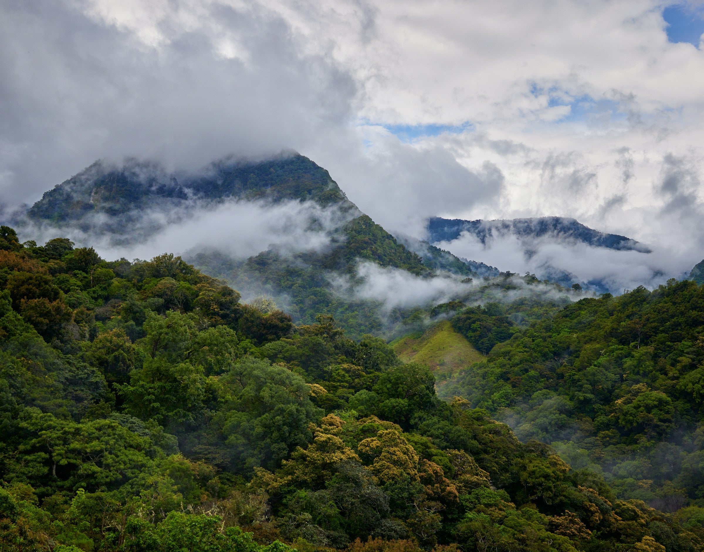 forest mountainscape of papua new guinea